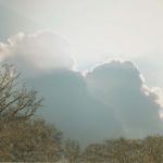 # 50 Sun, Cloud and trees